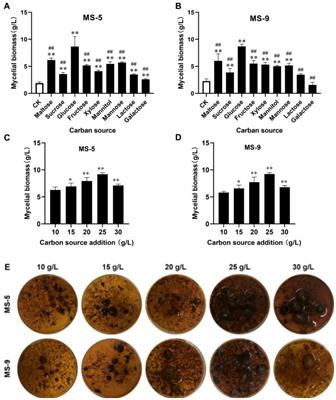 Response surface methodology-based optimization of Inonotus hispidus’ liquid fermentation medium and evaluation of its exopolysaccharide activities